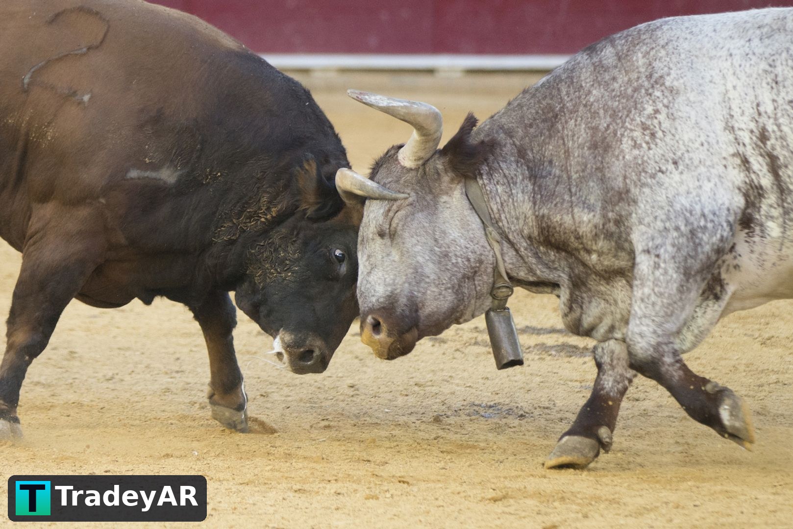 گاوهای بیت‌کوین با آزمونی بی‌سابقه در ۱۷ سال تاریخ مواجه شدند